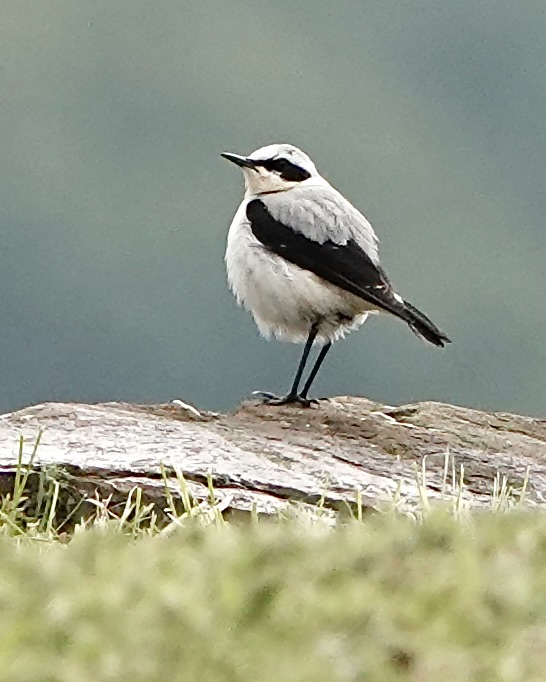 wheatear